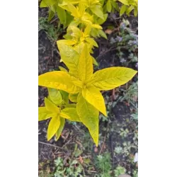 Davido budlėja - Buddleja davidii ROYAL GOLD