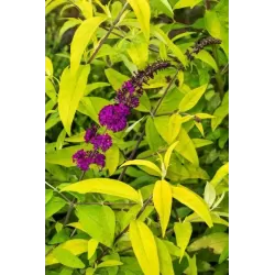 Buddleja davidii ROYAL GOLD