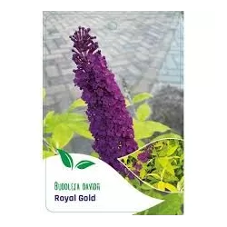 Davido budlėja - Buddleja davidii ROYAL GOLD
