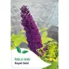 Davido budlėja - Buddleja davidii ROYAL GOLD