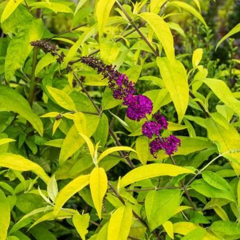 Davido budlėja - Buddleja davidii ROYAL GOLD
