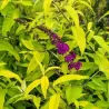 Davido budlėja - Buddleja davidii ROYAL GOLD