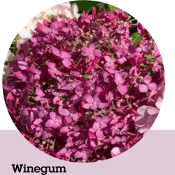 Užsisakyk augalus pavasariui jau dabar