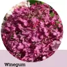Šviesioji hortenzija - Hydrangea arborescens Candybelle® WINEGUM