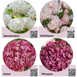 Šviesioji hortenzija - Hydrangea arborescens Candybelle® WINEGUM