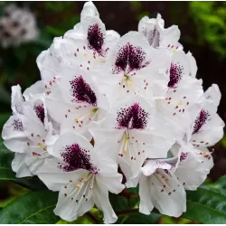Kaukazinis rododendras - Rhododendron caucasicum x ponticum 'Cunningham's White' P13