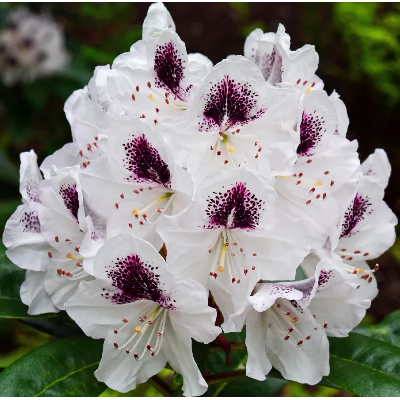 Kaukazinis rododendras - Rhododendron caucasicum x ponticum 'Cunningham's White' P13