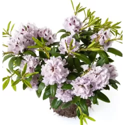 Kaukazinis rododendras - Rhododendron caucasicum x ponticum 'Cunningham's White' P13