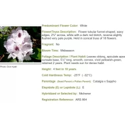 Kaukazinis rododendras - Rhododendron caucasicum x ponticum 'Cunningham's White' P13