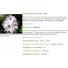 Kaukazinis rododendras - Rhododendron caucasicum x ponticum 'Cunningham's White' P13