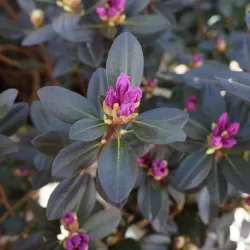Rododendras - Rhododendron dauricum PJM ELITE