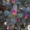 Rhododendron minus var. minus Carolinianum Grp x dauricum Sempervirens Grp ELITE