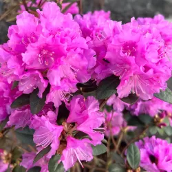 Rhododendron minus var. minus Carolinianum Grp x dauricum Sempervirens Grp ELITE