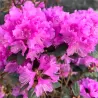 Rhododendron minus var. minus Carolinianum Grp x dauricum Sempervirens Grp ELITE