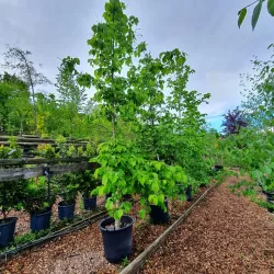 Turkinis lazdynas - Corylus colurna