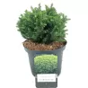 Cryptomeria japonica KYARA GOLD