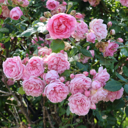 Rožė - Rosa SWEET LAGUNA