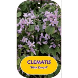 Trilapė raganė - Clematis heracleifolia PINK DWARF