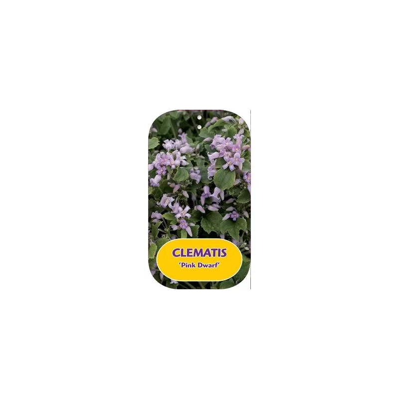Clematis heracleifolia PINK DWARF Clematis heracleifolia PINK DWARF