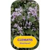 Trilapė raganė - Clematis heracleifolia PINK DWARF