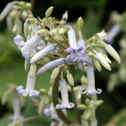 Clematis heracleifolia STANS