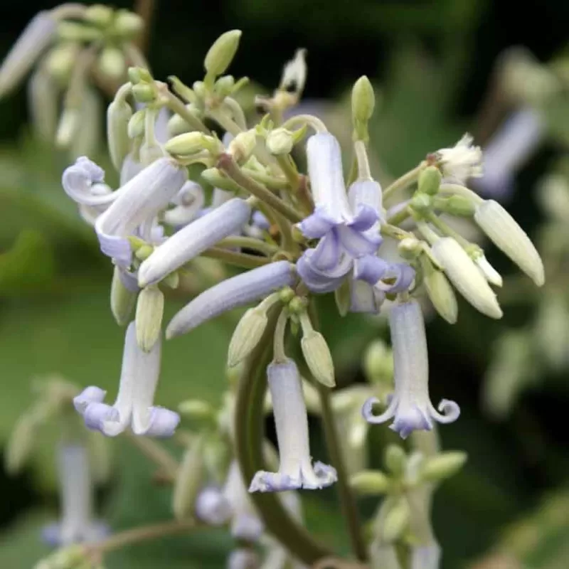 Trilapė raganė - Clematis heracleifolia stans