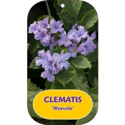 Clematis heracleifolia WYEVALE