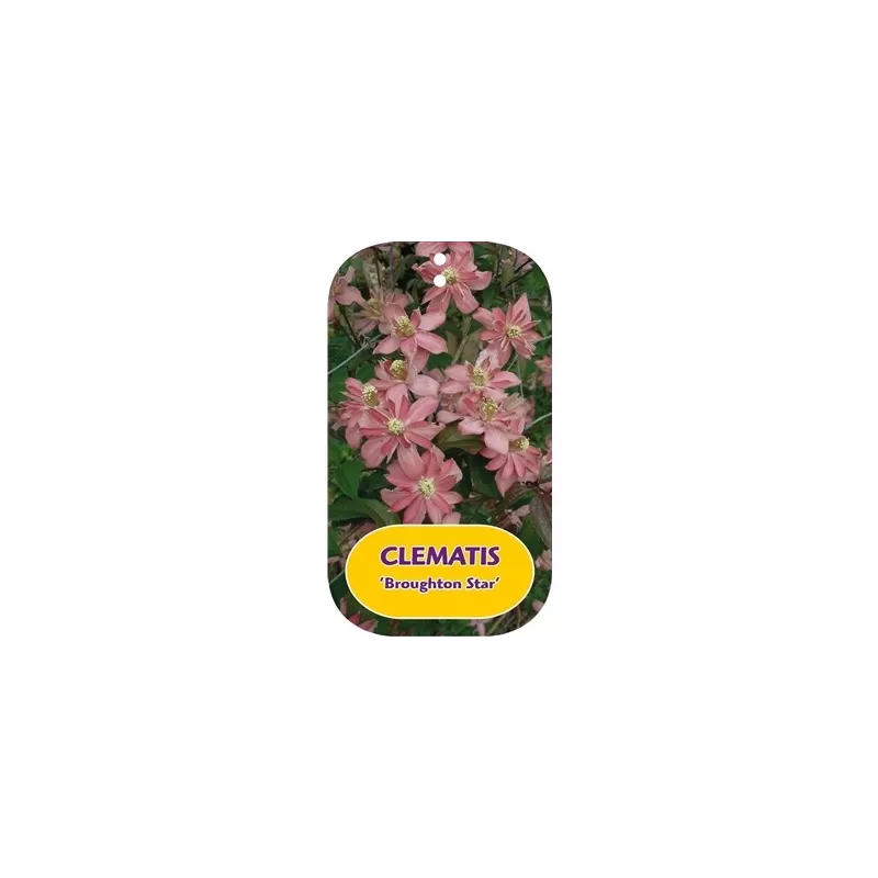 Kalninė raganė - Clematis montana BROUGHTON STAR