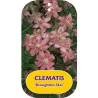 Kalninė raganė - Clematis montana BROUGHTON STAR