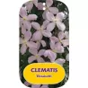 Kalninė raganė - Clematis montana ELIZABETH