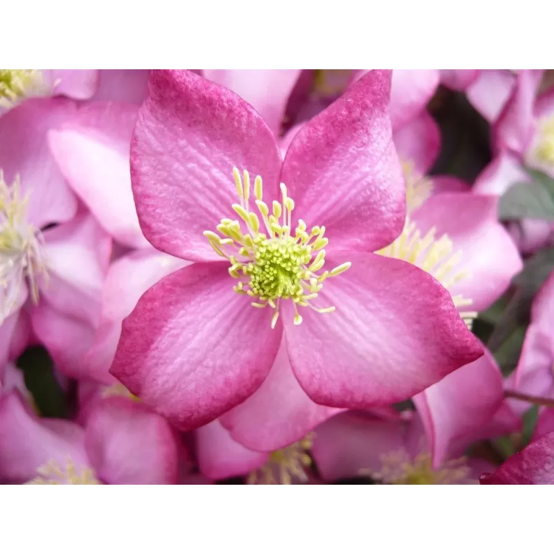 Clematis montana FREDA