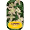 Kalninė raganė - Clematis montana MARJORIE