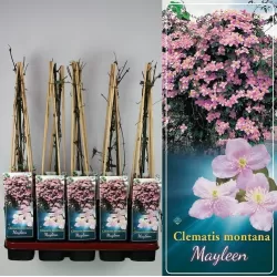 Clematis montana MAYLEEN