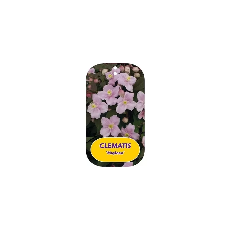 Clematis montana MAYLEEN