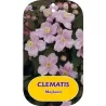 Clematis montana MAYLEEN