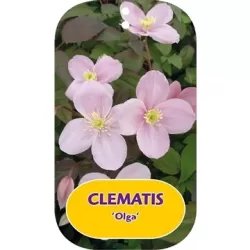 Clematis montana OLGA
