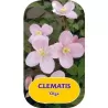 Kalninė raganė - Clematis montana OLGA