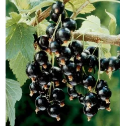 Juodieji serbentai - Ribes nigrum Ben Sarek