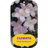 Clematis montana PINK PERFECTION