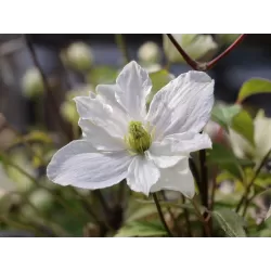 Clematis montana PRIMROSE STAR