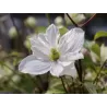 Clematis montana PRIMROSE STAR