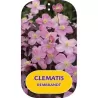 Kalninė raganė - Clematis montana REMBRANDT