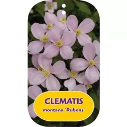 Clematis MONTANA RUBENS