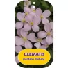 Clematis MONTANA RUBENS
