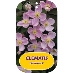 Kalninė raganė - Clematis montana SANSSOUC
