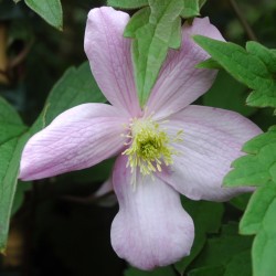Kalninė raganė - Clematis montana SIR ERIC SAVILL
