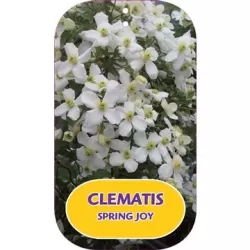 Clematis montana SPRING JOY