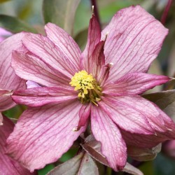 Clematis montana SUNRISE