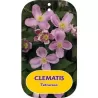 Clematis montana TETRAROSE