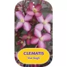 Clematis montana VAN GOGH